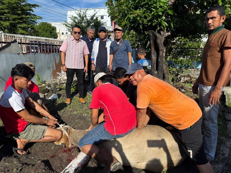 PWPM Sembelih Dua Ekor Sapi Bantuan Wali Kota Medan Rico Waas di Idul Adha 1447 H
