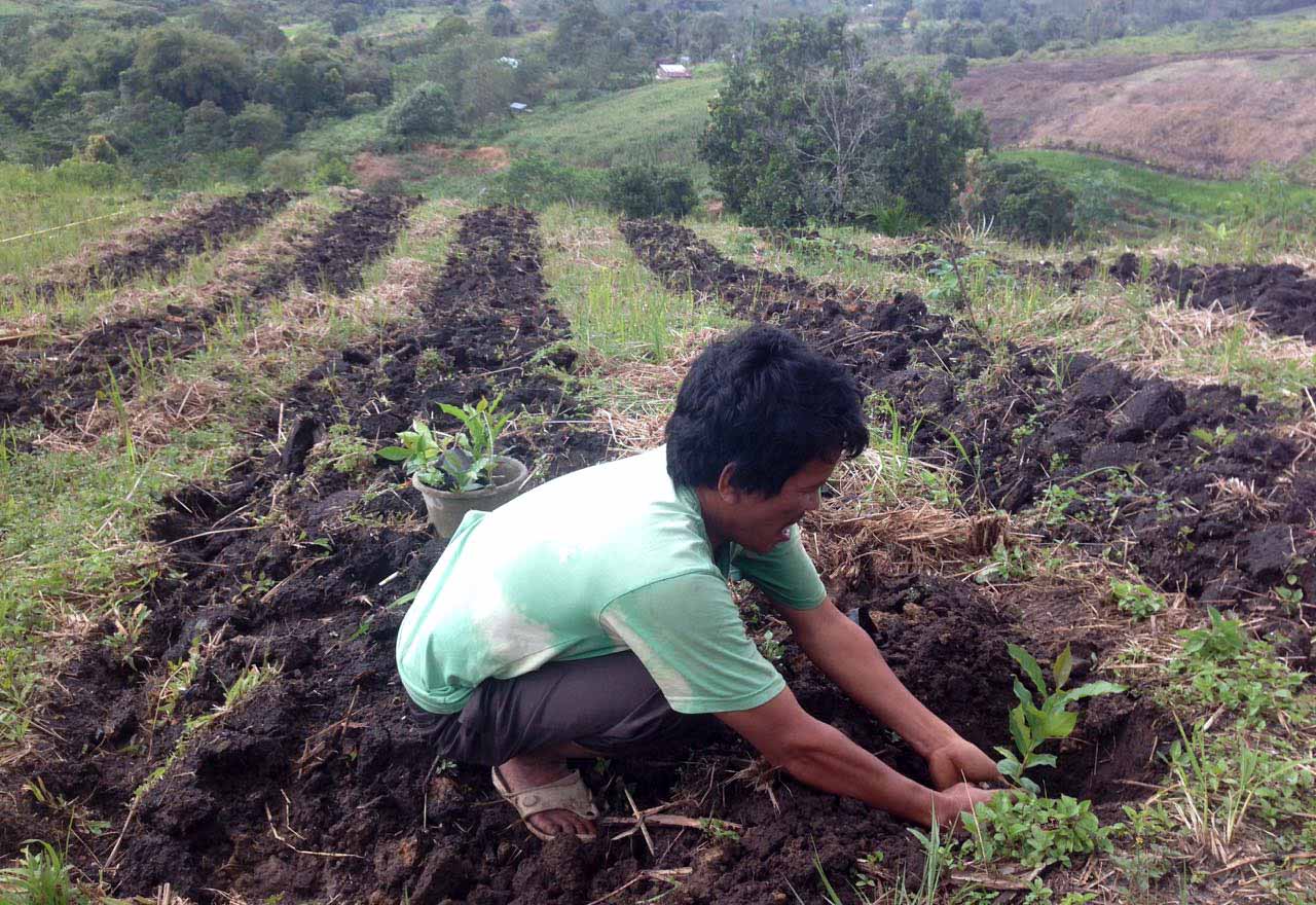 12 Ribu Bibit Kopi Organik Akan Ditanam di  Pakpak Bharat