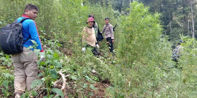 3,5 Ha Ladang Ganja Ditemukan, 122,5 Ton Dicabut dan Dibakar