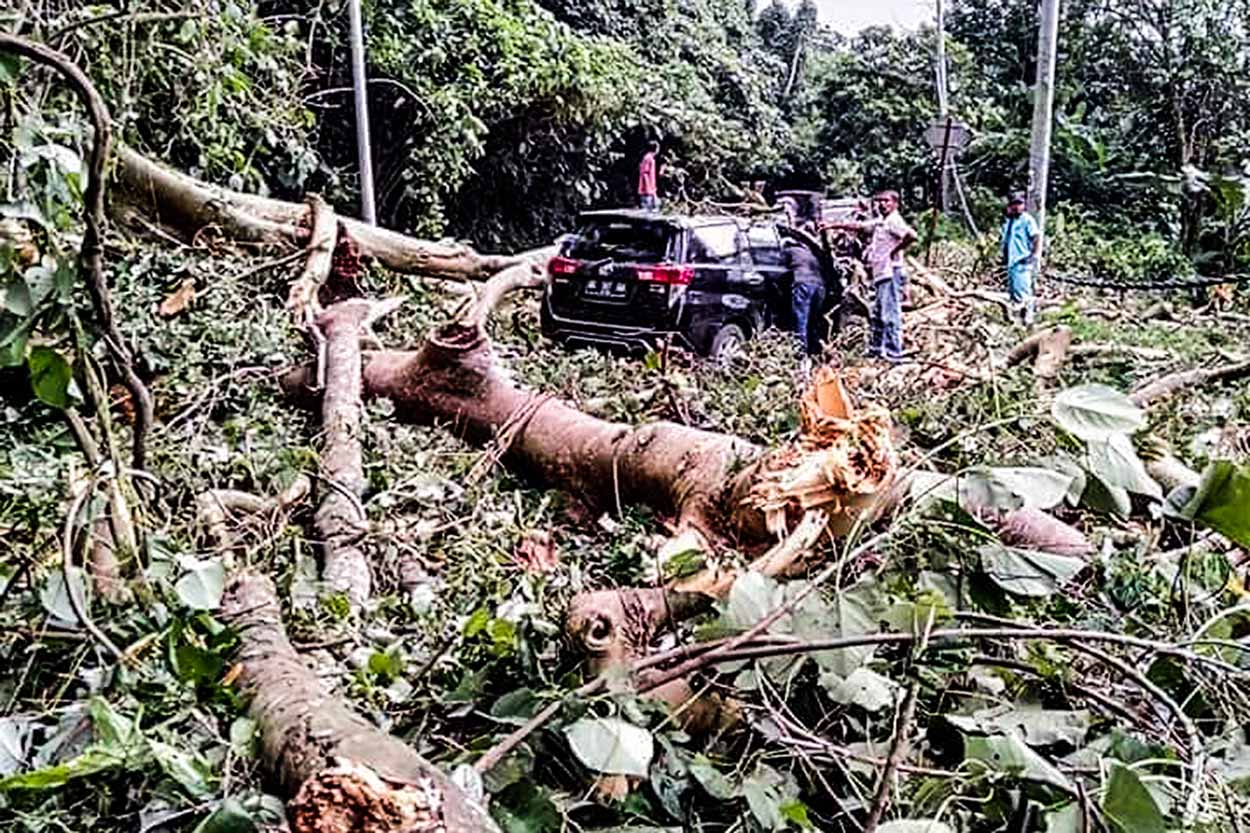 5 Orang Luka-luka Pasca Pohon Tumbang Timpa Mobil di Sembahe