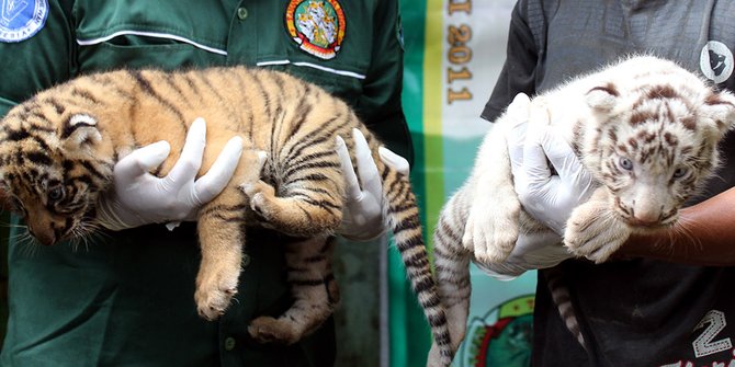 Dua Ekor Harimau Benggala Lahir di Medan Zoo
