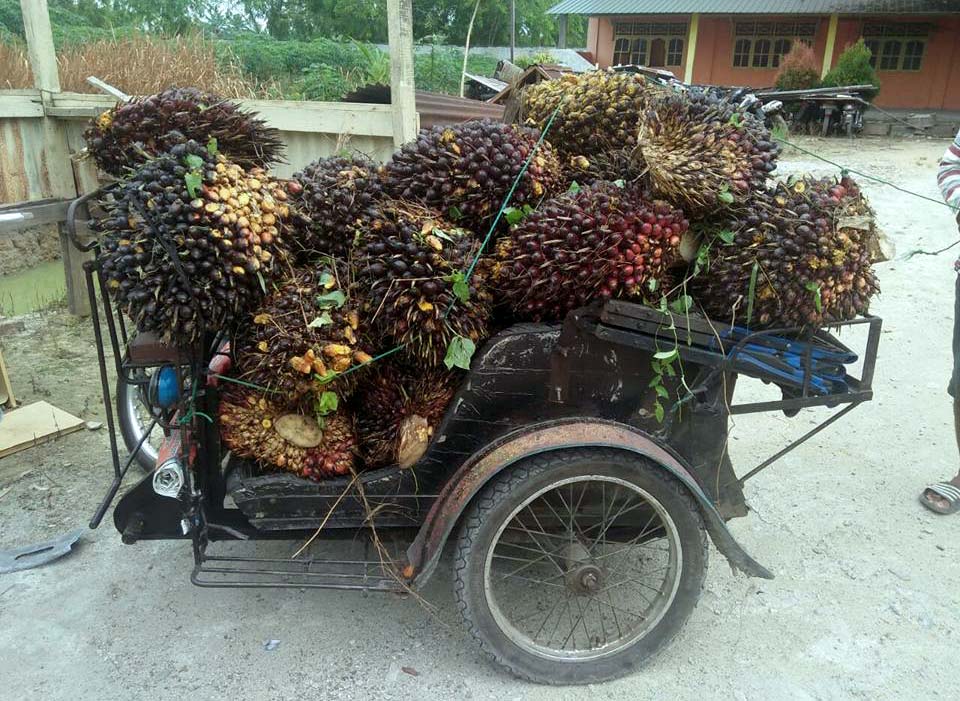 Dua Orang Pencuri Sawit Scofindo Ditangkap