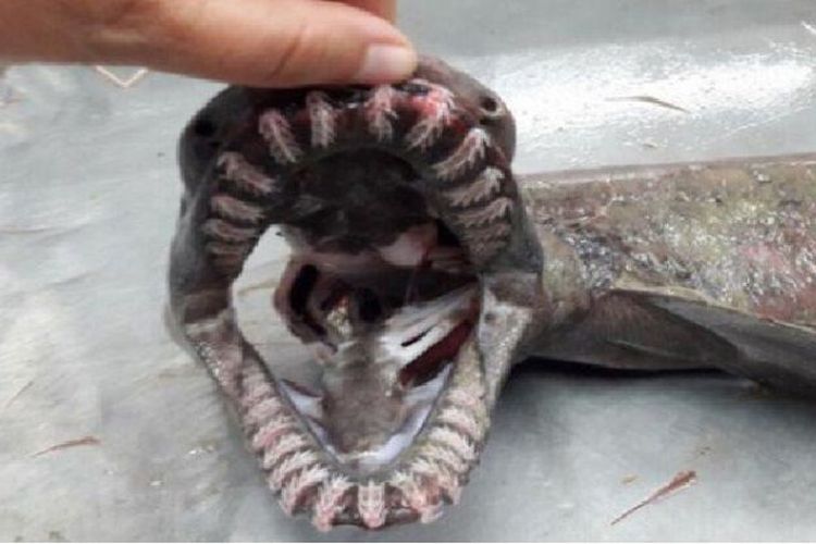 Hiu dari Zaman Dinosaurus Tertangkap Jaring, Diperkirakan Hidup 80 Juta Tahun Lalu