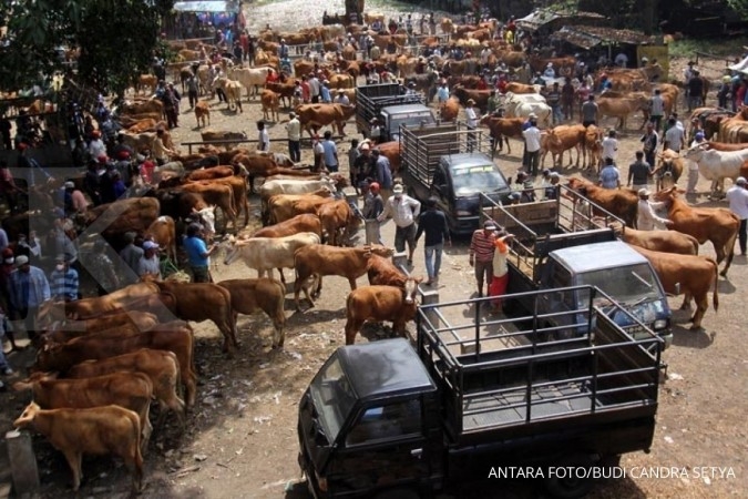 Kemtan Berusaha Tingkatkan Populasi Sapi dengan Cara Ini