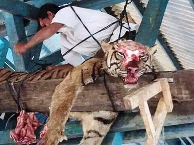 Masuk ke Perkampungan, Harimau Tewas Ditombak Warga Madina