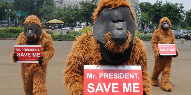 Pembukaan Lahan Sawit Buat Populasi Orangutan di Aceh Makin Terjepit
