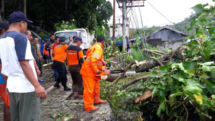 Pohon Tumbang Menimpa Pengendara, Darah Keluar dari Kepala dan Telinga Asraruddin