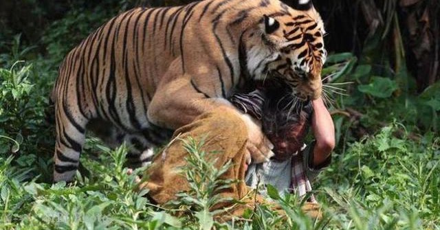 Selidiki Suara Aneh, Warga Madina Tiba-tiba Diterkam Harimau