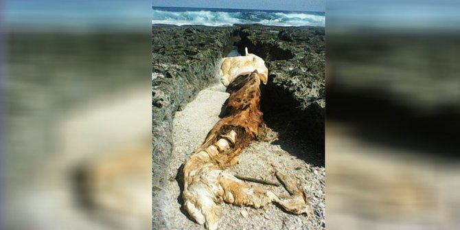Sempat Dikira Paus Bahkan Naga, Bangkai Diduga Walrus Ditemukan di Pantai Nias