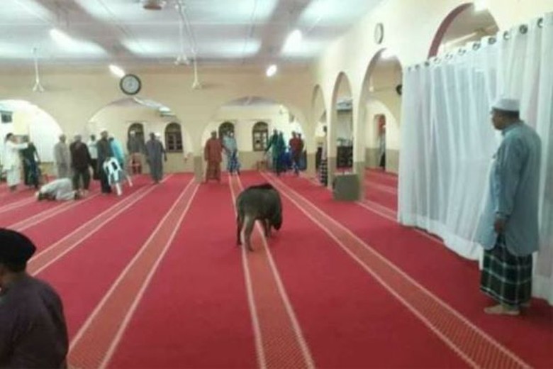 Seorang Jamaah Terluka, saat Seekor BABI Hutan Tersesat Masuk Masjid