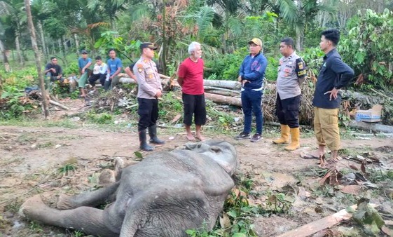 Sepekan Dirawat, Gajah Sakit di Bagian Mulut ini Akhirnya Mati