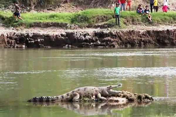 Warga MANDAILING NATAL Digegerkan Penampakan BUAYA Berjemur di Pinggir Sungai