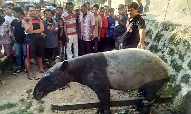 Warga Temukan Tapir di Pekuburan Cina Kotapinang